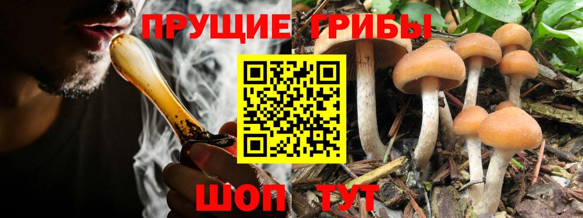 Псилоцибиновые грибы Cubensis Дмитров